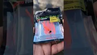 Catching a Yellow Perch with Eurotackle Eurogrub 1.4