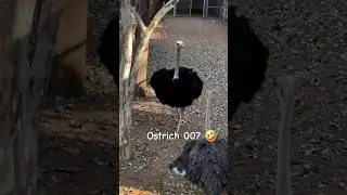 Ostrich 007 🤣 Bird walk 😂 #animals #birds #instagram #shortvideo #funny #youtube #youtubeshorts