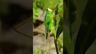 Handsome Meadow Katydid Singing