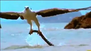 Eagle attack on snake in water (Reality of nature Video = 27 )