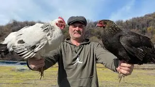 Traditional CHICKEN Recipe in Azerbaijan Rural Village. Outdoor Cooking in Village Life