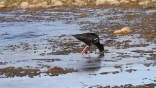 Black Stilt - Endemic bird New-Zealand