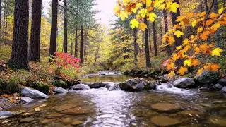 Звуки релаксации HispersRiver Звуки мирной реки и птиц