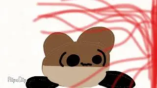 quokka quest: what the
