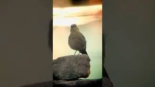 Brown Rock Chat 🇮🇳 #shorts #wildlife