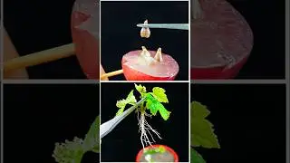 How to grow grape plant at home from seeds #highlights #grapecultivation