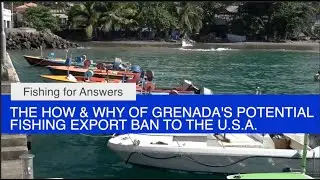 Fishing For Answers: The How & Why of Grenada's Potential Fishing Export Ban to the U.S.A.