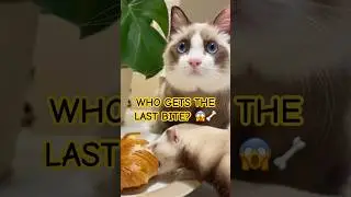 Who actually won the snack heist?🐱⚔️🐶(Miumiu vs Milk: The Ultimate Snack ! ) #shorts #funnyanimals