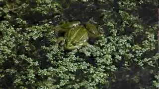 de groene kikker