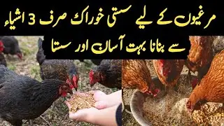 Homemade Cheap Food For Chicken 🐔 || Save Money and Get More Profit || AlFatahVlog #Aseel #Chicks 