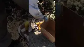 Live Bee Removal Services San Diego | All Pro Bee Removal