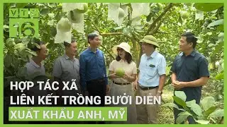Hợp tác xã liên kết trồng bưởi Diễn xuất khẩu Anh, Mỹ | VTC16
