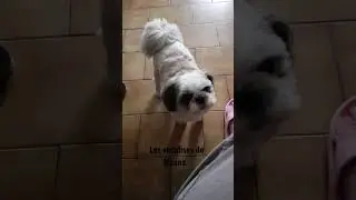 Moana et ses vocalises 🐕