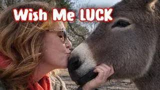 TEACHING NEW TRICKS TO LEROY, MY DONKEY