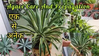 Agave Plant Care And Propagation / Multiplying Agave / propagation Of Agave Plant / Agave Varieties