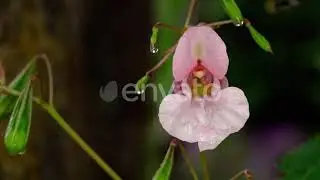 Impatiens Glandulifera Royle and Bumblebee | Stock Footage - Videohive
