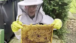 De LEEFWIJZE en EVLOUTIE van de HONINGBIJ - een BIJzonder verhaal! BIJENVOLOG #18