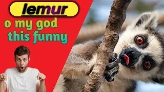 Funny moments for lemur || love for natural animal|| drama for monkey lemurs🔥🔥🔥