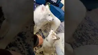 Awoo training in progress 😍