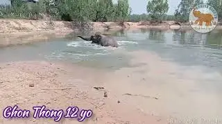 Freedom Makes all the Difference. X street begging Elephant enjoying life