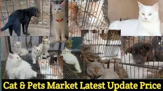 Sunday Multan Birds Market Cat & Dog 04-December 26 Latest Price & Update.#birds #cats #multanbirds 