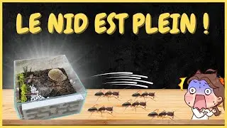 😨 LE DÉVELOPPEMENT NE S'ARRÊTE PLUS Fourmi odontomachus!  #elevage #fourmis #ants #antfarm #insects