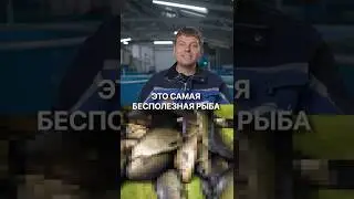 Самая невыгодная рыба для разведения в УЗВ. На НЕЙ невозможно заработать! #рыба #узв  #бизнес