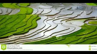 Vietnam's wonderful rice fields with wonderful background music