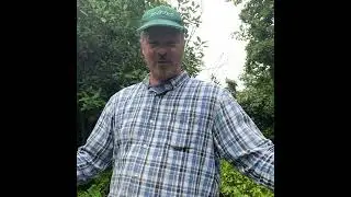 U.K. garden pests . The horsefly . If one lands on me I will kill it without hesitation &hellip;here&rsquo;s why