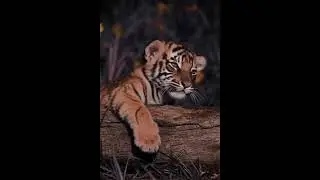 Adorable Tiger Cub Sleeping Peacefully 🐯 | Relaxing Wildlife Moment | Cutest Baby Tiger Nap Time ep1