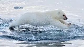 Polar Bears Swimming: To The Arctic IMAX 3D