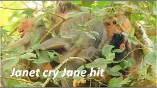 Supper cry |  brat Janet cry loudly Jealous mom Jane give milk Baby Janna