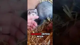 O Nascimento de um beb&ecirc; fur&atilde;o pode ser um momento cr&iacute;tico #fur&atilde;o #curiosidades #animal