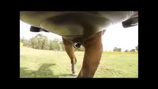 Gopro: show jumping