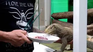 Rescued Clouded Monitor Lizard , a 3- legged Water Monitor and an old Monocled Cobra on Koh Phangan