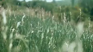 [ASMR] Windy Field for study, deep sleep, relaxing, healing and calming mind