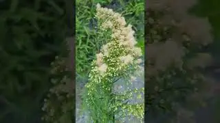 Canadian Horseweed Flowers