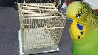 How to make a birds CAGE from wood sticks