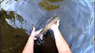 Catching RAINBOW TROUT and Largemouth Bass on the Nikko Hellgrammite