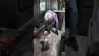 Gizmo plays fetch with a balloon #funny #funnyshorts #shihtzu #funnydogs #cutedog