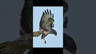 Der M&auml;usebussard im Sturzflug #shorts #wildlife #nature #birds #Bussard