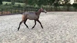 Sultao Do Luar - 1 year old lusitano