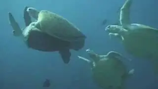 Rare Video of Green Sea Turtles Mating