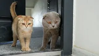 Invisible Trap vs Cats | Can Cats See Transparent Tape Trap?