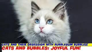 Cats and Their Obsession with Bubblegum Bubbles!