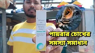 PIGEON EYE INFECTION MEDICINE GATILOX DM QUICK REMEDY