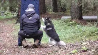 Finsk Lapphund MH
