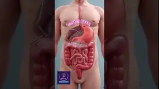 Laparoscopic Gastric Bypass Surgery | Step-by-Step Animation of Bariatric Procedure