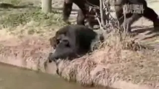 Changos graciosos!!!