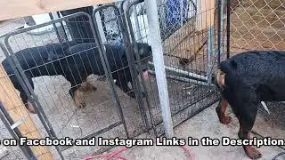 Delilah and Dee: The Female Rottweilers Playing.